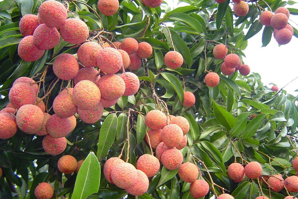 DỰ ÁN TRÁI VẢI