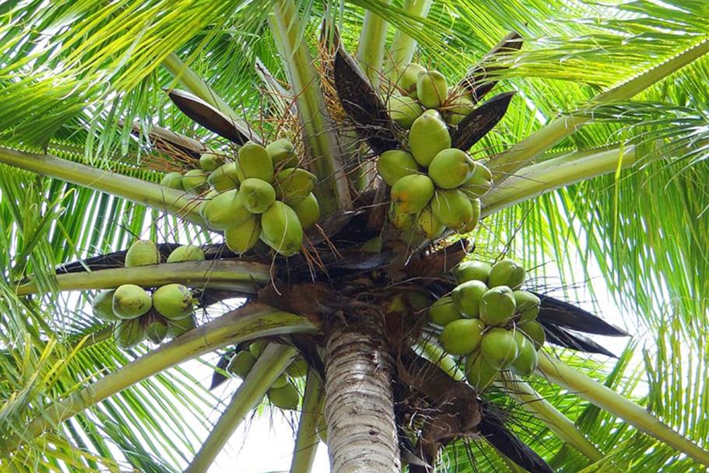 DỰ ÁN DỪA HỮU CƠ