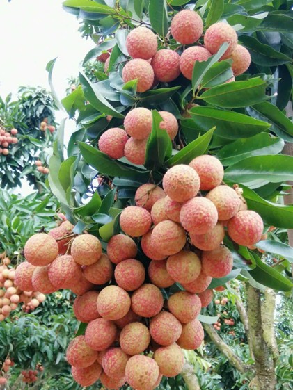 Xã Lục Ngạn, Tỉnh Bắc Ninh